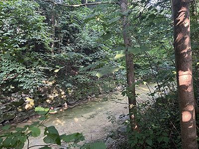 Bild der grünen Eulach in Wülflingen